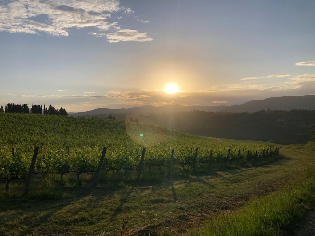 A stunning sunset over a vineyard in Tuscany with rows of grapevines and distant hills.