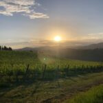 A stunning sunset over a vineyard in Tuscany with rows of grapevines and distant hills.
