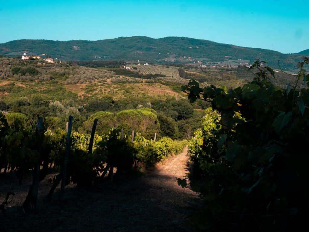 Soft shadows cast over lush vineyard rows during late afternoon.