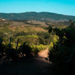 Soft shadows cast over lush vineyard rows during late afternoon.