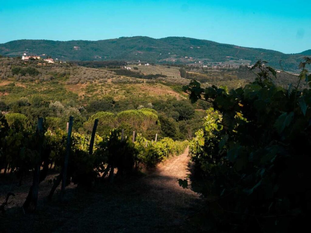 Shaded vineyard rows in Tuscany with hills.