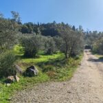 Gravel road in Arcetri hills surrounded by olive trees during a Florence e-bike tour
