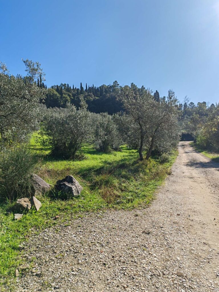 Gravel road in Arcetri hills surrounded by olive trees during a Florence e-bike tour