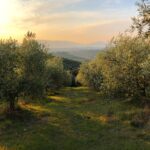 Family cooking class Chianti set among olive groves with sunset views across the rolling Tuscan hills