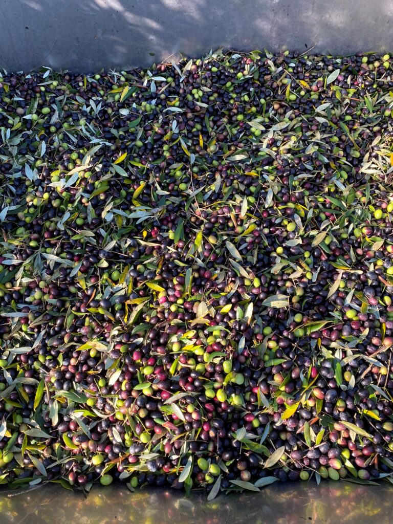 Chianti cooking class with olive oil tasting during olive harvest on a historic family estate in Chianti