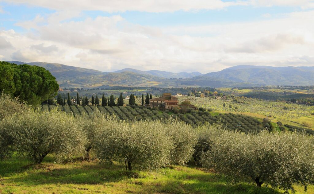 Panoramic view of olive groves and hills in the Chianti countryside