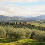 Panoramic view of olive groves and hills in the Chianti countryside