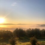 Panoramic view of olive groves and hills in the Chianti countryside