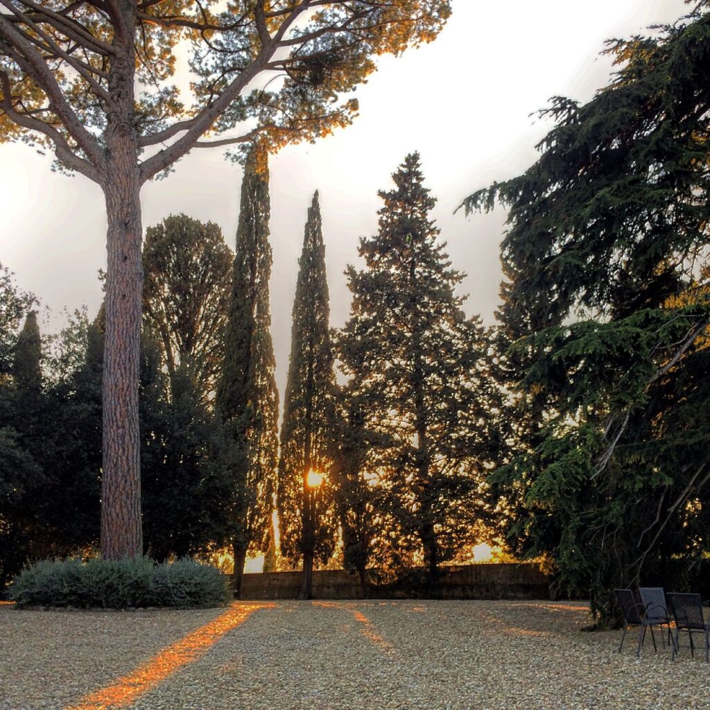 Sunset among cypress trees at the family run estate in Chianti