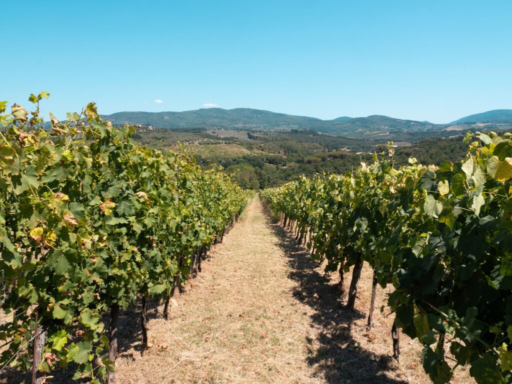 Vineyard rows with panoramic hill views in the Chianti countryside