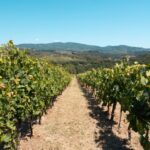 Vineyard rows with panoramic hill views in the Chianti countryside