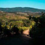 Shaded view across vineyards and hills in Chianti near Florence