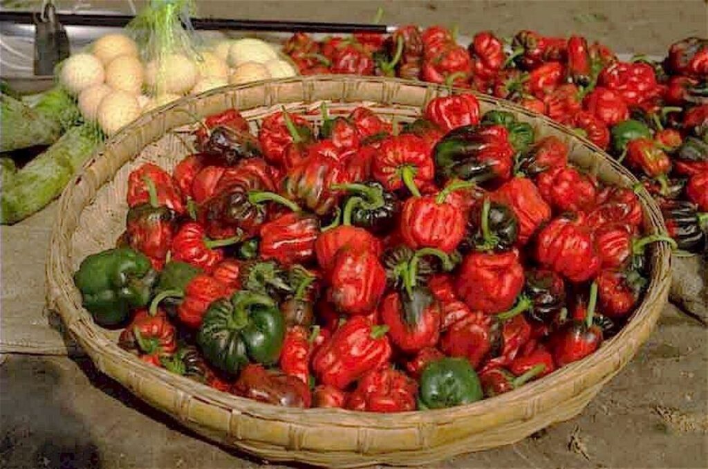 Basket of heirloom red and green peppers at a local Tuscan farm.