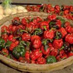 Basket of heirloom red and green peppers at a local Tuscan farm.