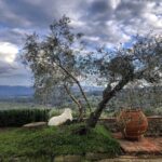 Chianti olive oil tasting experience beside an olive tree with sweeping countryside views from the villa estate