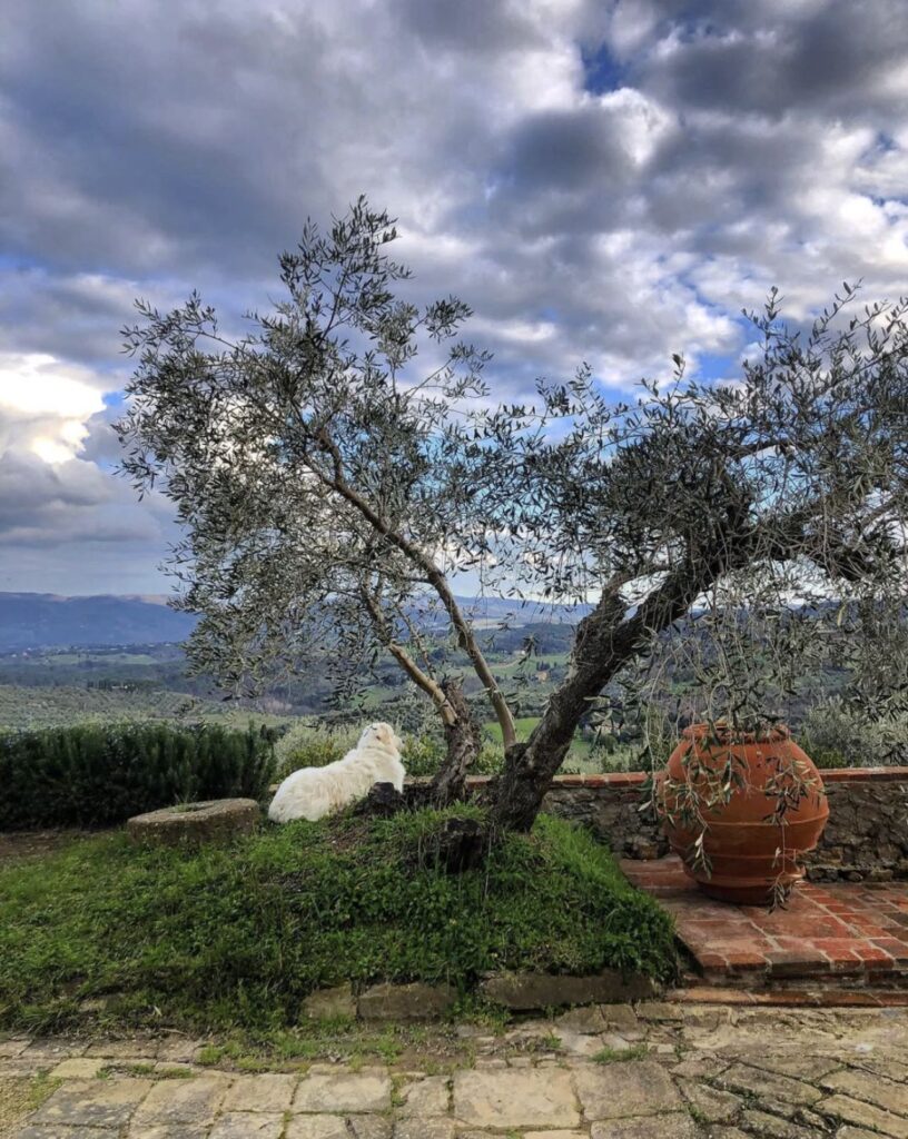 Chianti olive oil tasting experience beside an olive tree with sweeping countryside views from the villa estate