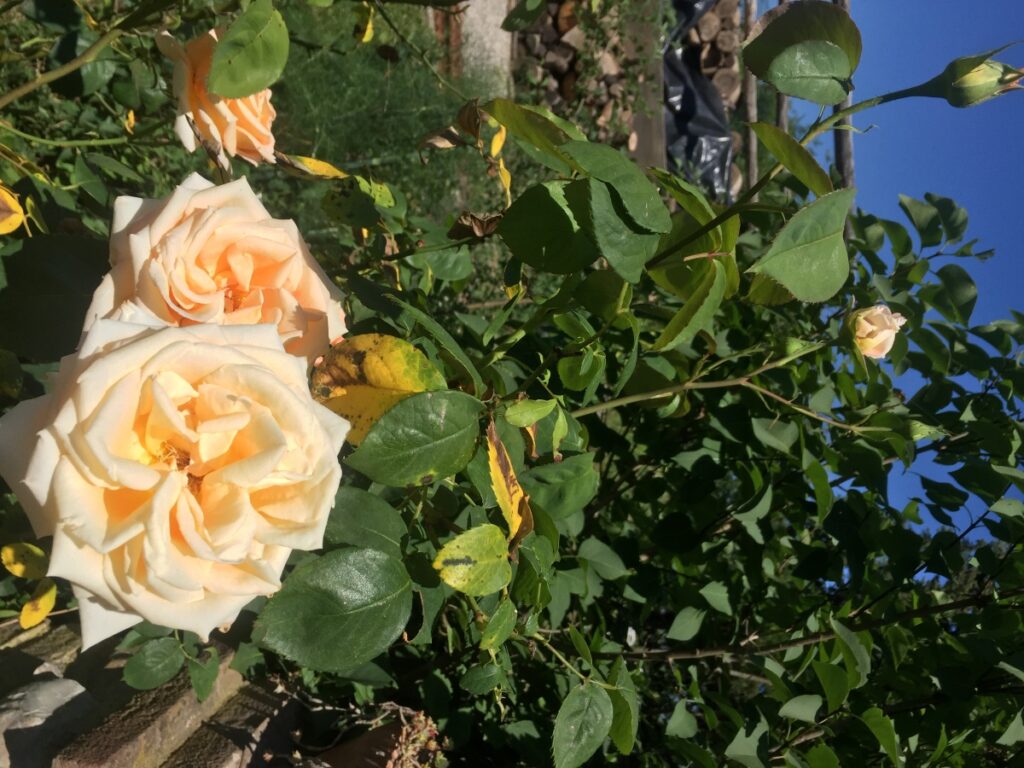 roses in garden representing fresh ingredients inspiration for cooking class