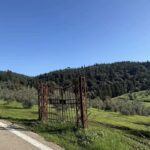Quiet road through olive groves on the e-bike tour from Florence to Fiesole
