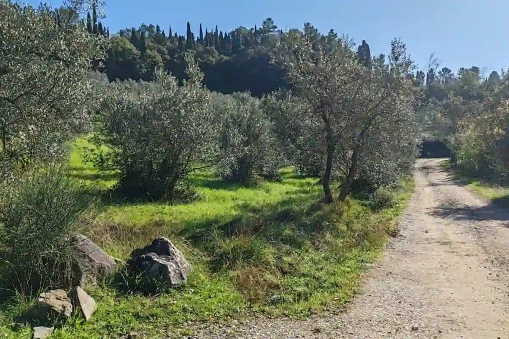 Gravel track through an olive grove on the electric bike tour from Florence to Fiesole
