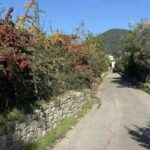 Narrow country lane with stone wall and wildflowers on the Fiesole e-bike tour from Florence