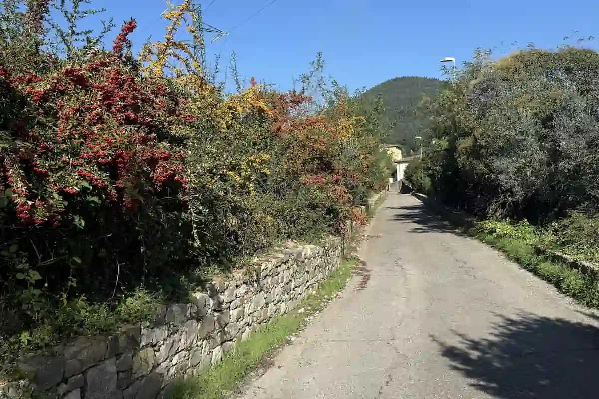 Narrow country lane with stone wall and wildflowers on the Fiesole e-bike tour from Florence