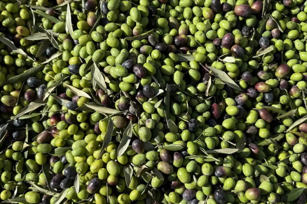 Close-up of freshly harvested green and black olives used for extra-virgin olive oil production near Fiesole