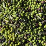Close-up of freshly harvested green and black olives used for extra-virgin olive oil production near Fiesole