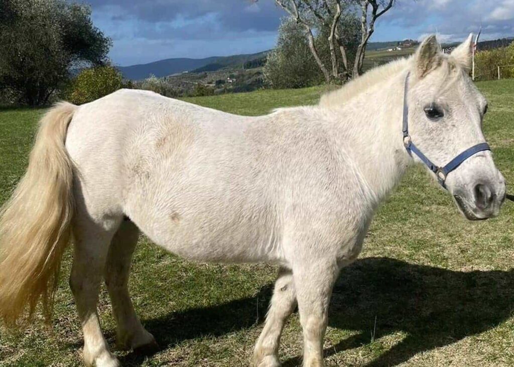 White horse at the ranch in Pelago used for the Chianti horseback lunch tour from Florence