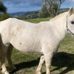 White horse at the ranch in Pelago used for the Chianti horseback lunch tour from Florence