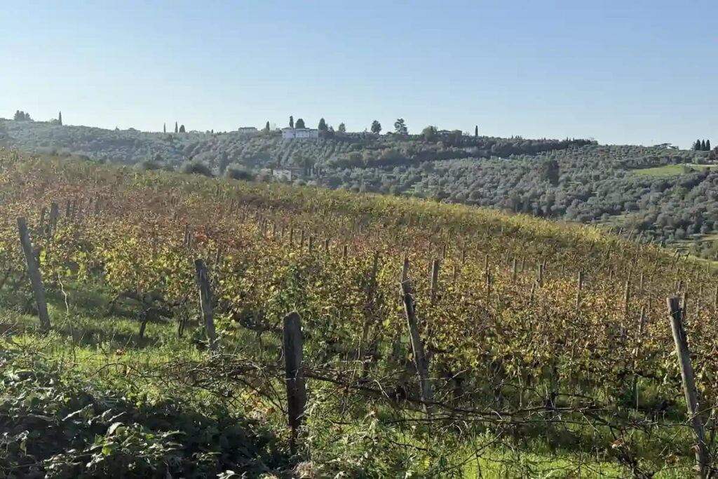 Rows of vines in autumn on the Fiesole hills with a Tuscan villa in the background, seen on the e-bike tour from Florence