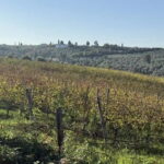 Rows of vines in autumn on the Fiesole hills with a Tuscan villa in the background, seen on the e-bike tour from Florence