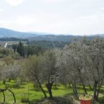 Panoramic view of olive groves and Chianti hills on a private wine tour tuscany departing from Florence.