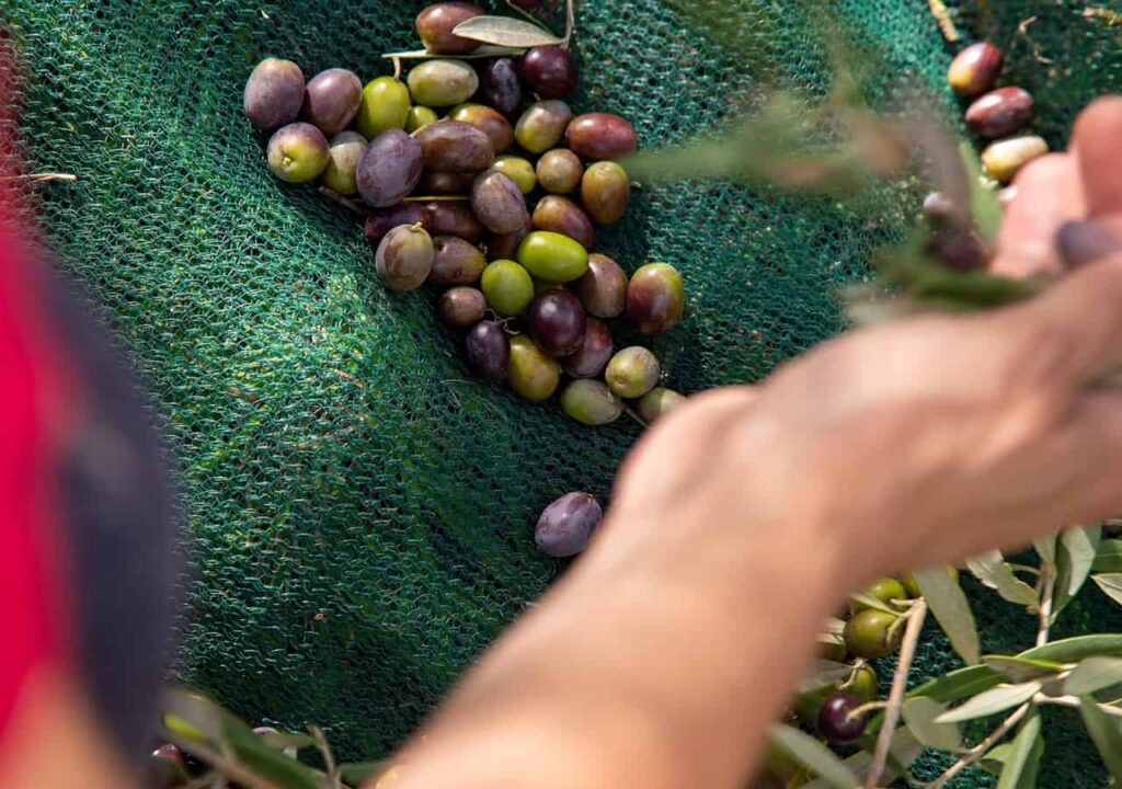 Freshly harvested olives on a collection net at a Tuscan frantoio, part of an olive oil tasting tuscany stop on a private Chianti tour from Florence.
