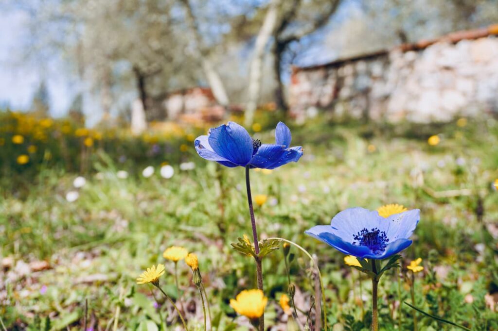 Spring wildflowers in the Chianti countryside near Florence, along the route of a private wine tasting near florence experience.