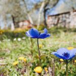 Spring wildflowers in the Chianti countryside near Florence, along the route of a private wine tasting near florence experience.