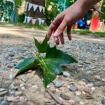 Hand about to collect a large leaf from the ground during the nature walk at a kids art class Florence