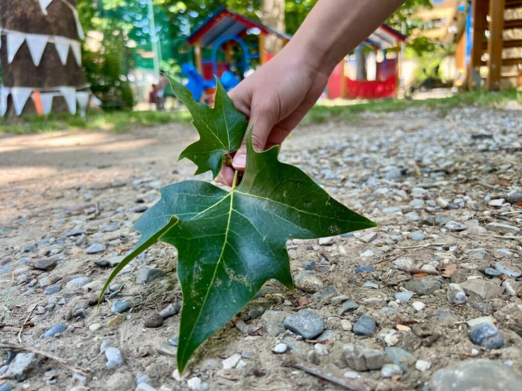 Hand picking up a large star-shaped leaf in a children's garden for a family activities Florence gel print session