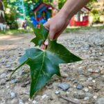 Hand picking up a large star-shaped leaf in a children's garden for a family activities Florence gel print session