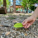 Child's hand picking up a green leaf from a park path during the nature walk at an art workshop for kids Florence