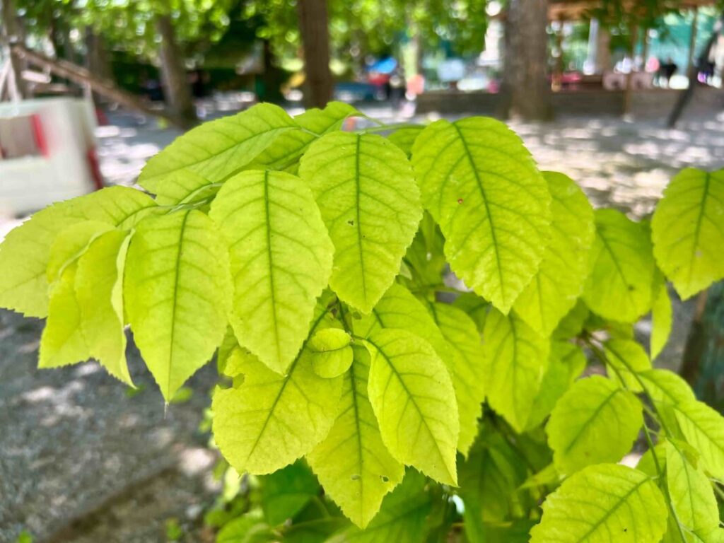 Bright green leaves on a branch in a Florence garden, collected for a gel plate printing Florence kids workshop