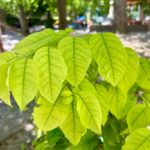 Bright green leaves on a branch in a Florence garden, collected for a gel plate printing Florence kids workshop