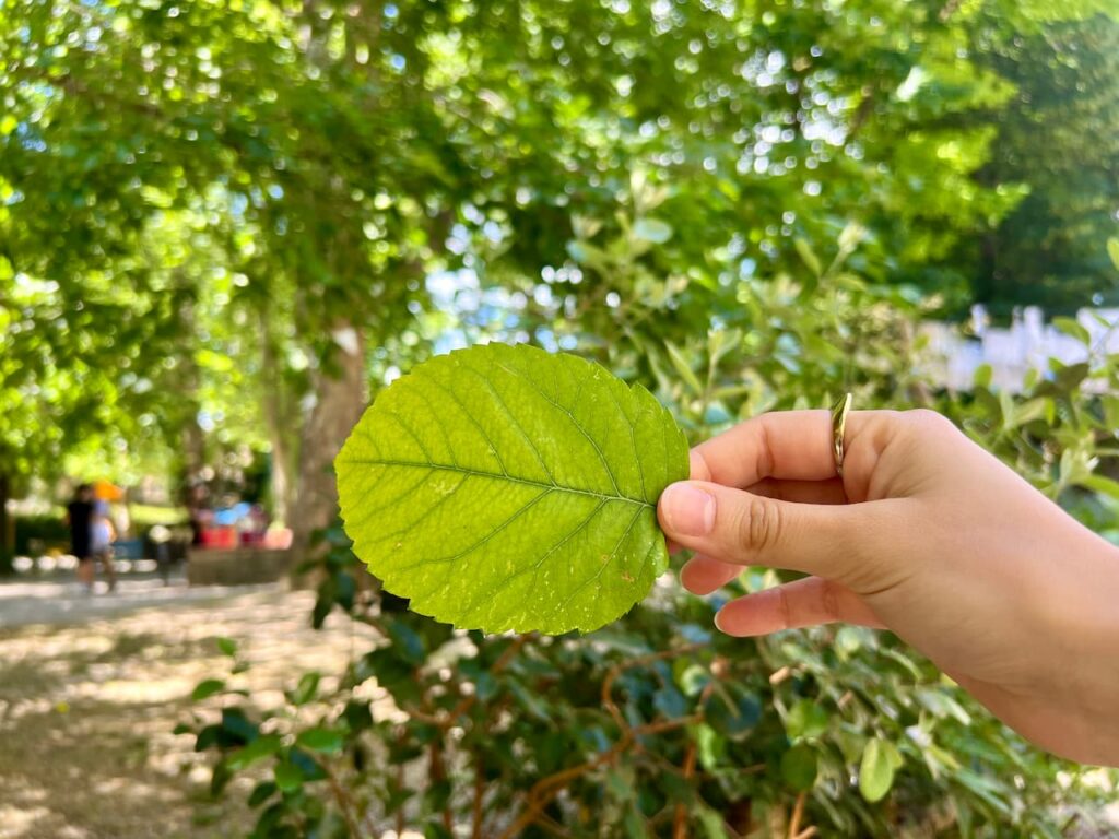 Hand holding a large green leaf collected during the garden walk at a gel plate printing Florence kids session