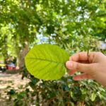 Hand holding a large green leaf collected during the garden walk at a gel plate printing Florence kids session